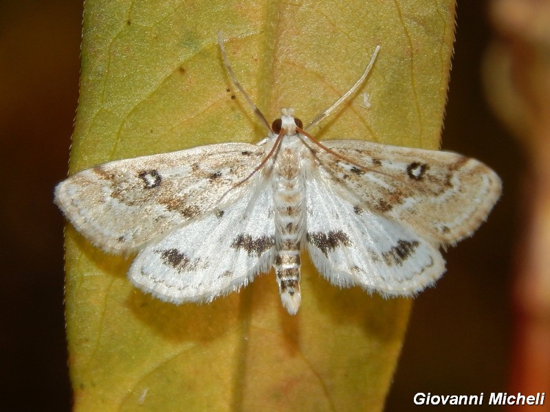 Parapoynx stratiotata (Crambidae)